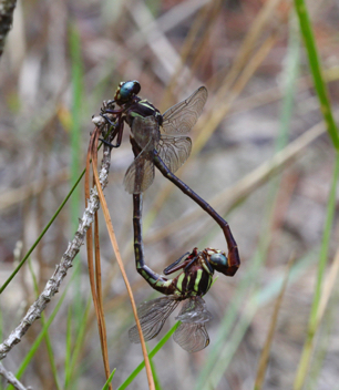 Aphylla williamsoni, mating pair